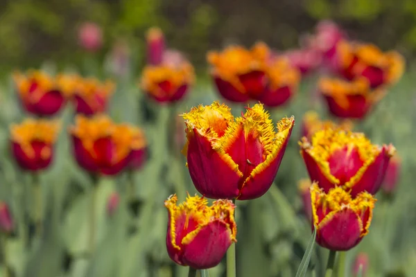 Tulipanes coloridos en un jardín — Foto de Stock