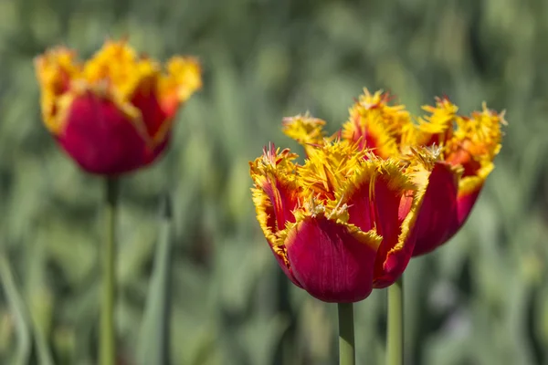 Tulipanes coloridos en un jardín —  Fotos de Stock