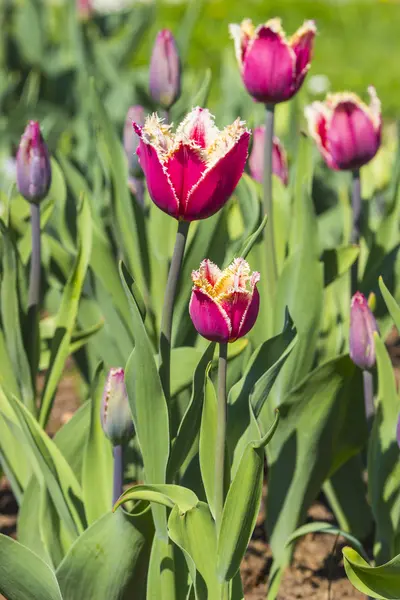 Tulipanes coloridos en un jardín — Foto de Stock