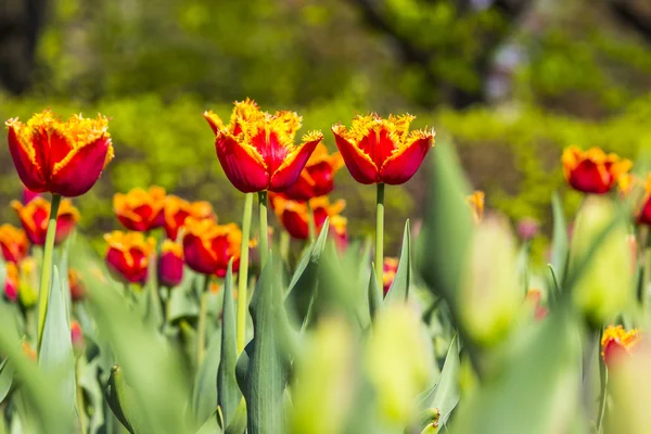 Kleurrijke tulpen in een tuin — Stockfoto
