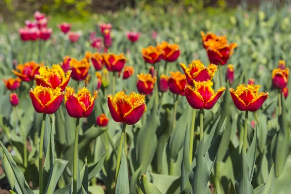 Tulipanes coloridos en un jardín —  Fotos de Stock