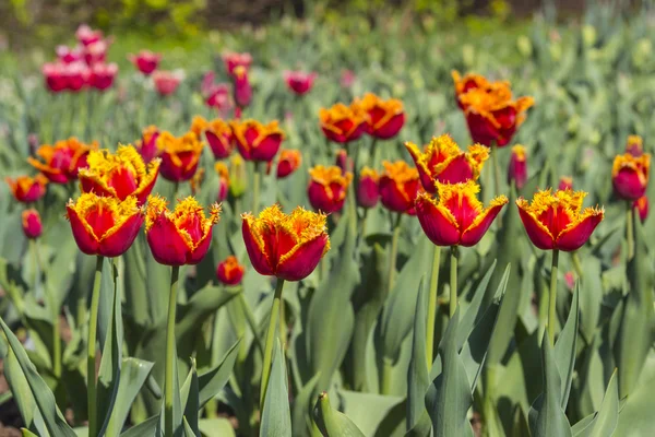 Kleurrijke tulpen in een tuin — Stockfoto