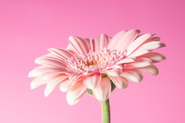 pembe gerbera çiçek