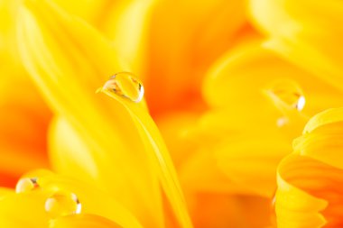 su damlası sarı gerbera çiçek