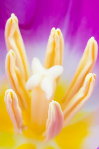 Pink tulip — Stock Photo, Image