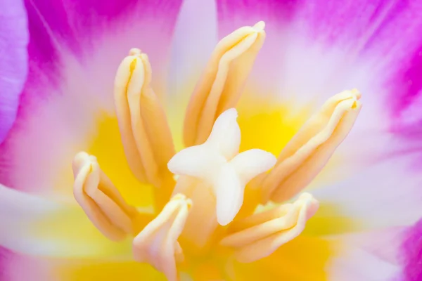 Rosa Tulpe — Stockfoto