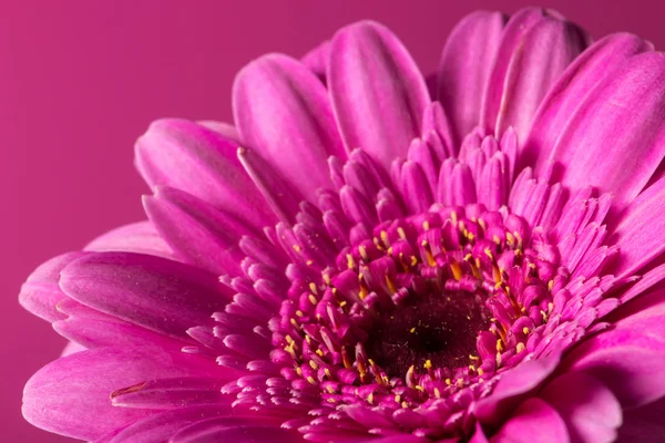 Close up of a pink gerbera — Stock Photo, Image