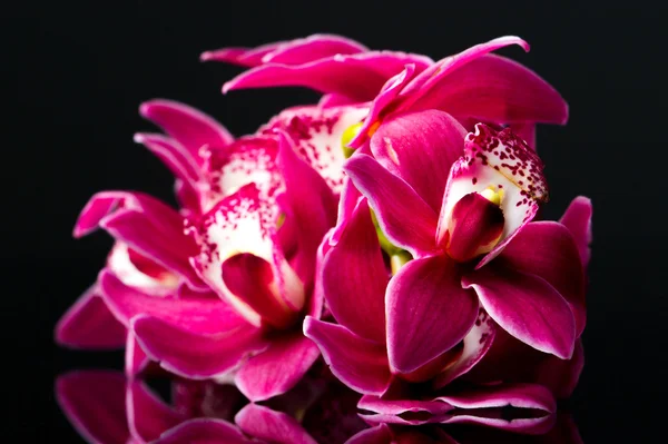 美丽的百合花 — 图库照片