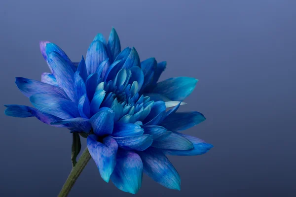 Blaue Chrysantheme — Stockfoto