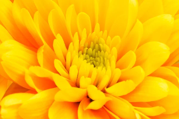 Yellow gerbera flower close up — Stock Photo, Image