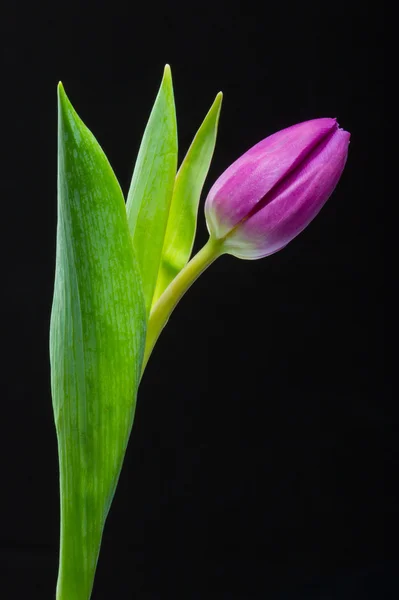 Tulipa única — Fotografia de Stock