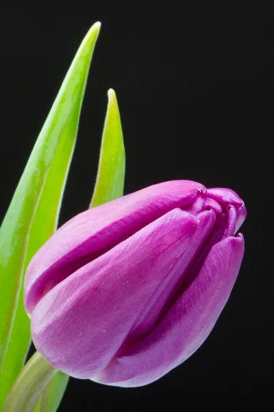 Einzelne Tulpe — Stockfoto
