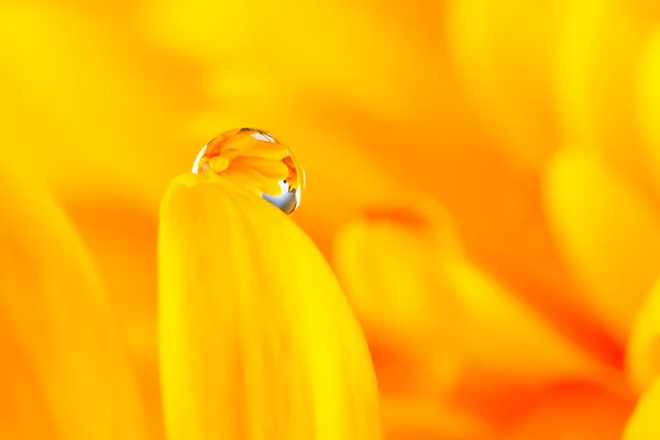 Water drop on a yellow gerbera flower — Stock Photo, Image