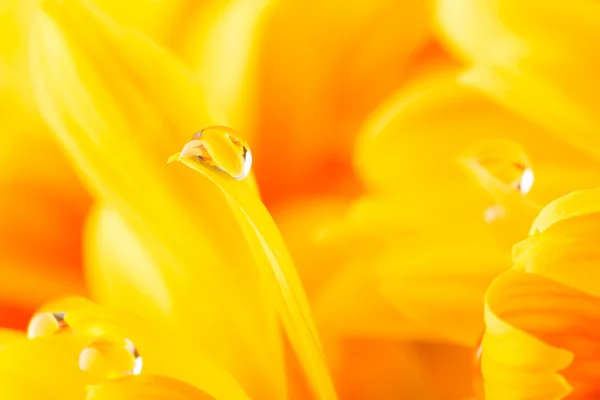 Gota de agua sobre una flor amarilla de gerberas —  Fotos de Stock