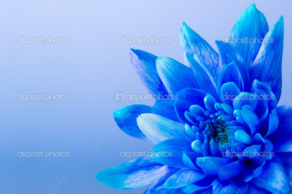Dalia azul fotos de stock, imágenes de Dalia azul sin royalties |  Depositphotos