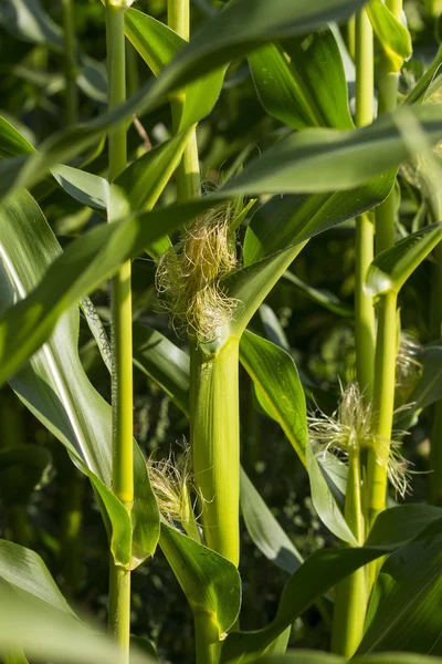 Maisfeld — Stockfoto