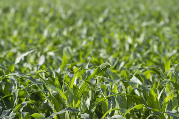 Corn field — Stock Photo, Image