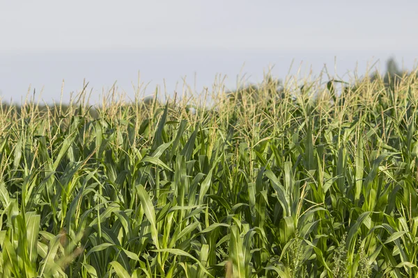 Corn field — Stock Photo, Image