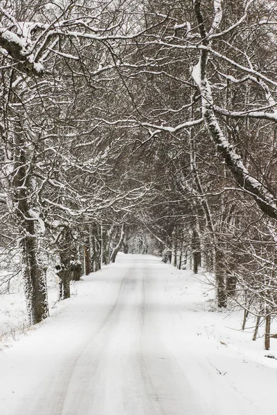Aralık ülkede yol — Stok fotoğraf