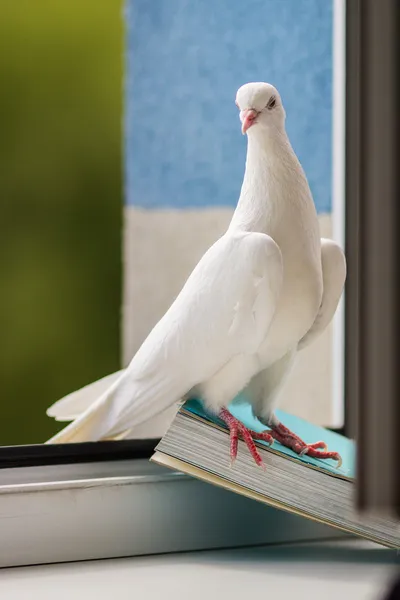 Weiße Taube — Stockfoto