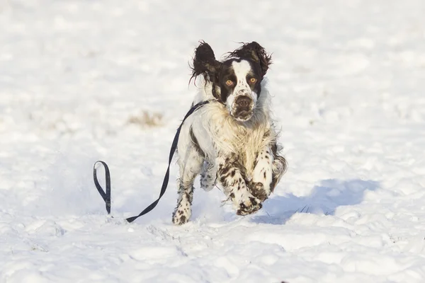 Springer spaniel cão deitado na neve — Fotografia de Stock