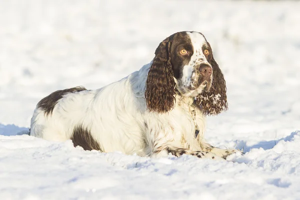 Springer spaniel dog lying on the snow — Stock Photo, Image