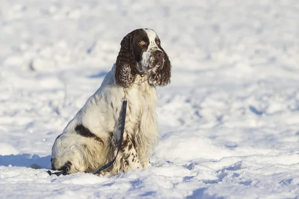 Springer spaniel dog lying on the snow — Stock Photo, Image