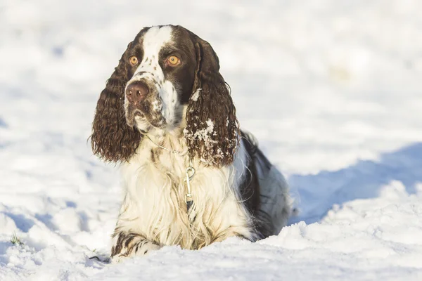 Springer spaniel cão deitado na neve — Fotografia de Stock