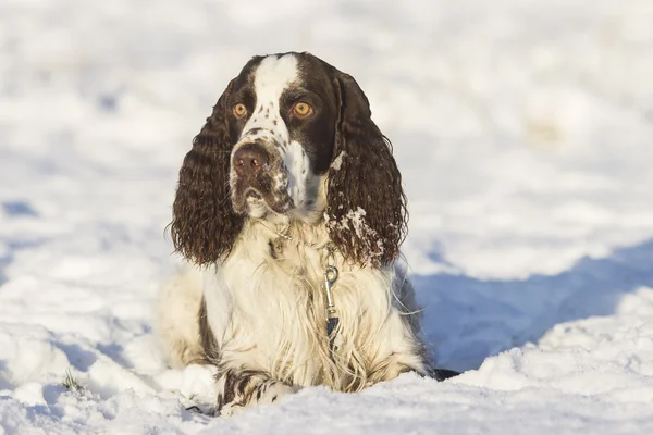 Springer spaniel dog lying on the snow — Stock Photo, Image