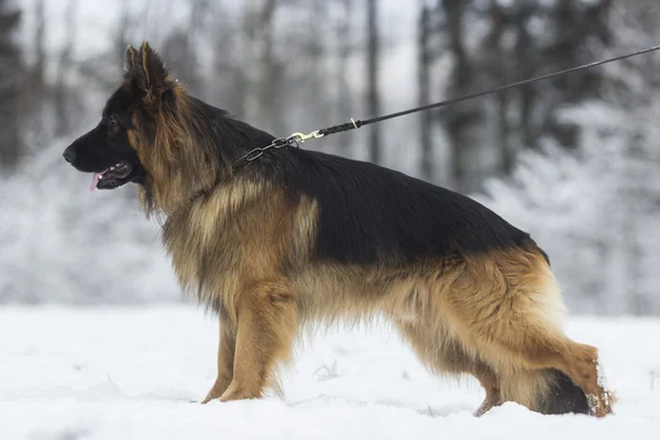 Německý ovčák pes v zimě — Stock fotografie