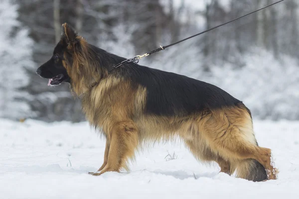 Cão pastor alemão no inverno — Fotografia de Stock