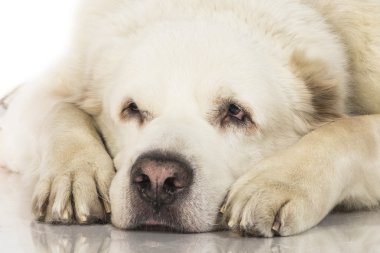 Beyaz bir arka planda Orta Asya çoban köpeği