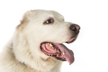 Beyaz bir arka planda Orta Asya çoban köpeği