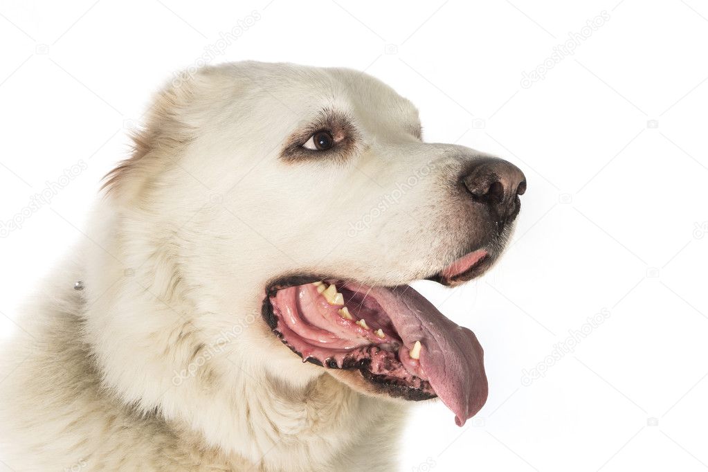 Central Asian Shepherd Dog on a white background