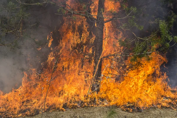 Feu de forêt — Photo