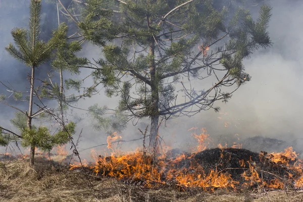 Waldbrand — Stockfoto