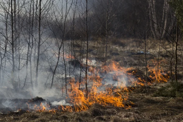 Incendio forestal —  Fotos de Stock