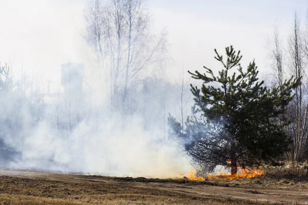 Incendio forestal —  Fotos de Stock