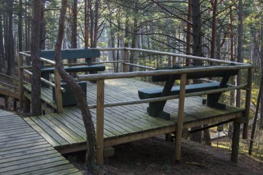 Ormandaki tahta patika.