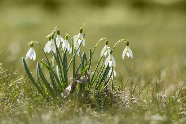 První jarní květy - sněženky — Stock fotografie