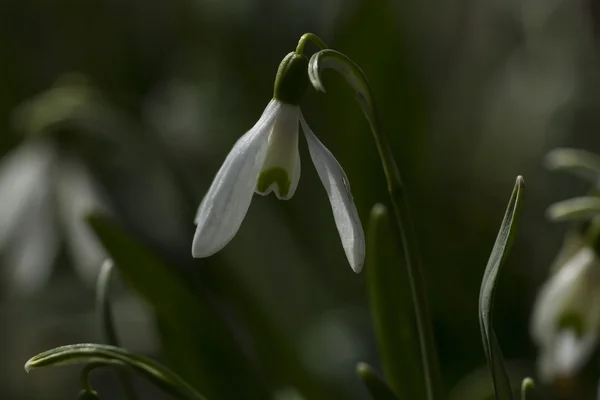 The first spring flowers - snowdrops enlightened sun — Stock Photo, Image