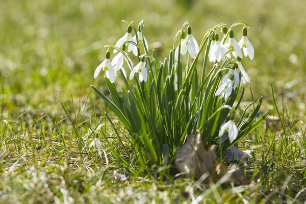 The first spring flowers - snowdrops enlightened sun — Stock Photo, Image