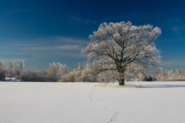 Lonely Tree Middle Field Frosty Winter Day Branches Tree Richly — Stock Photo, Image