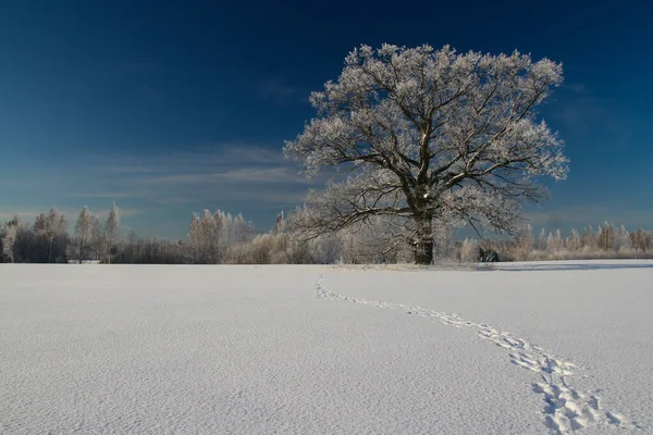 Lonely Tree Middle Field Frosty Winter Day Branches Tree Richly — Stock Photo, Image