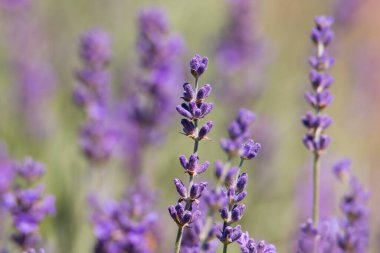 Çiçekli lavanta çalıları. Lavanta çayırı.