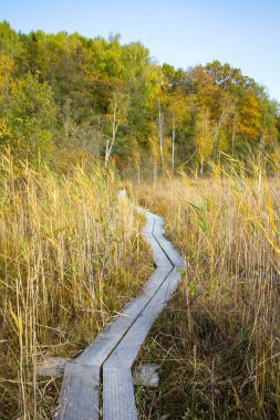 Kuzey Avrupa'nın bataklık. Düşük besin bataklık özellikle ağaçlar ve moss bodur