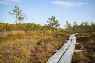 Kuzey Avrupa'nın bataklık. Düşük besin bataklık özellikle ağaçlar ve moss bodur
