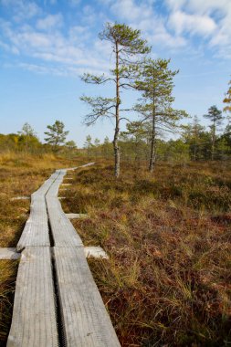 Kuzey Avrupa'nın bataklık. Düşük besin bataklık özellikle ağaçlar ve moss bodur