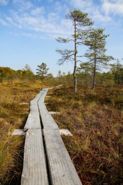 Kuzey Avrupa'nın bataklık. Düşük besin bataklık özellikle ağaçlar ve moss bodur