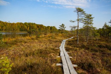Kuzey Avrupa'nın bataklık. Düşük besin bataklık özellikle ağaçlar ve moss bodur